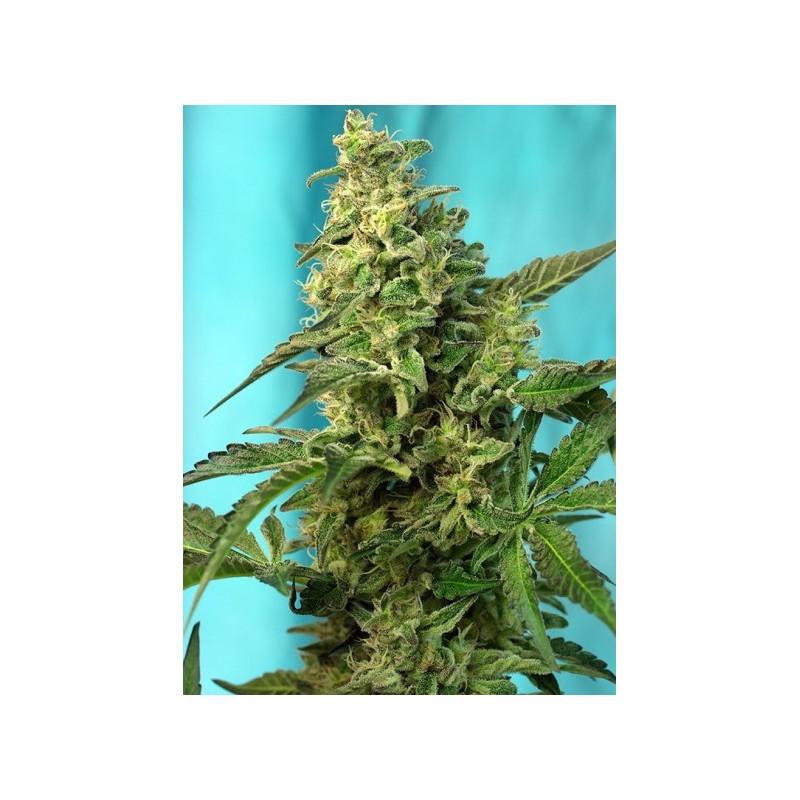 GREEN POISON (F1 FAST VERSION) SWEET SEEDS