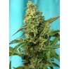 GREEN POISON (F1 FAST VERSION) SWEET SEEDS