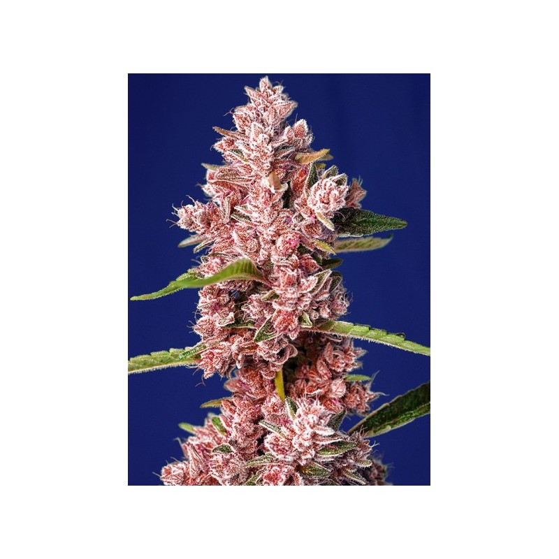 TROPICANNA POISON F1 FAST VERSION (SWEET SEEDS) FEMINIZADA
