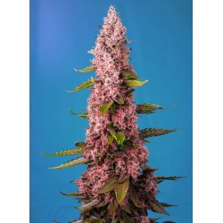RED HOT COOKIES FEMINIZADA...