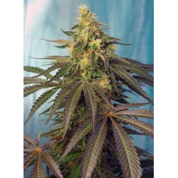 CREAM CARAMEL CBD (SWEET...