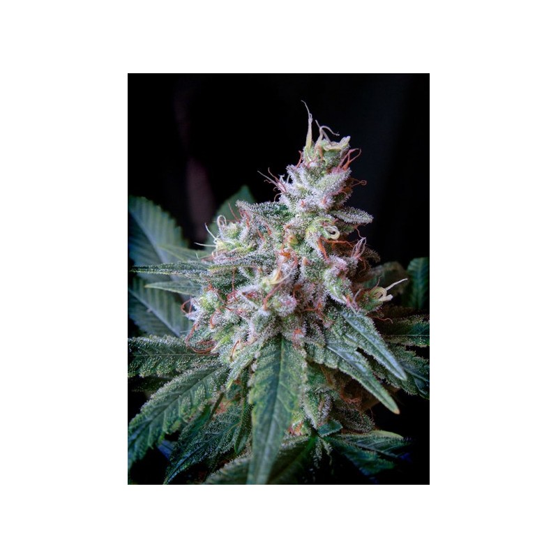 CREAM CARAMEL (SWEET SEEDS) FEMINIZADA