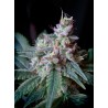 CREAM CARAMEL (SWEET SEEDS) FEMINIZADA