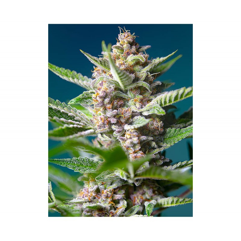 PURPLE PUNCH OG FEMINIZADA (SWEET SEEDS)