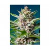 PURPLE PUNCH OG FEMINIZADA (SWEET SEEDS)