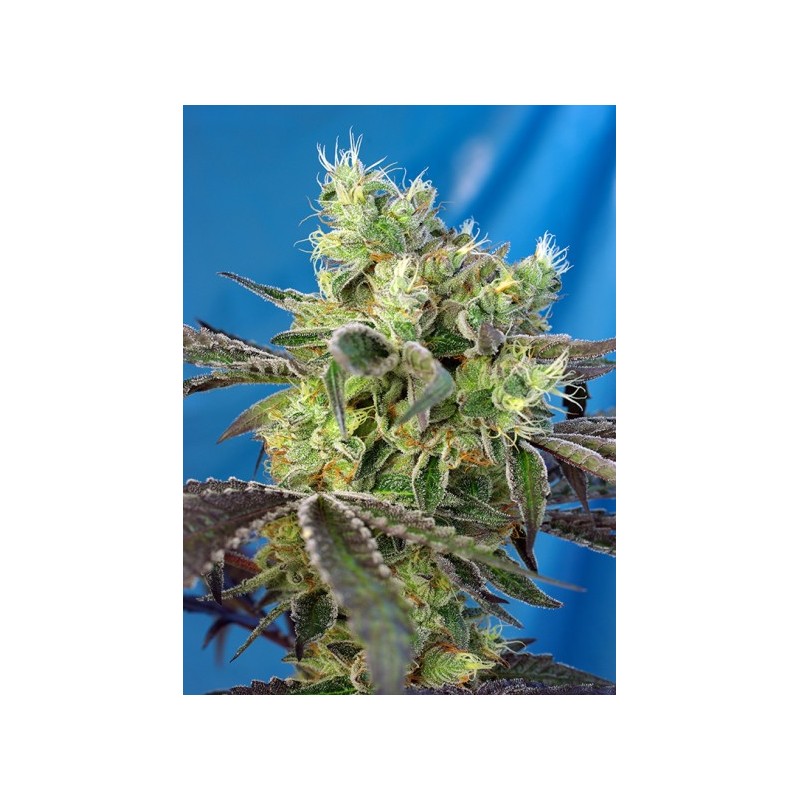 DO-SWEET-DOS FEMINIZADA (SWEET SEEDS)