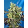 DO-SWEET-DOS FEMINIZADA (SWEET SEEDS)