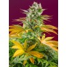 GORILLA GIRL F1 FAST VERSION (SWEET SEEDS) FEMINIZADA