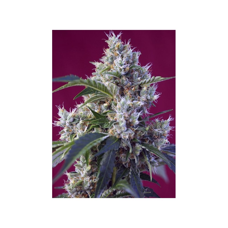 INDIGO BERRY KUSH (SWEET SEEDS) FEMINIZADA