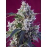 INDIGO BERRY KUSH (SWEET SEEDS) FEMINIZADA