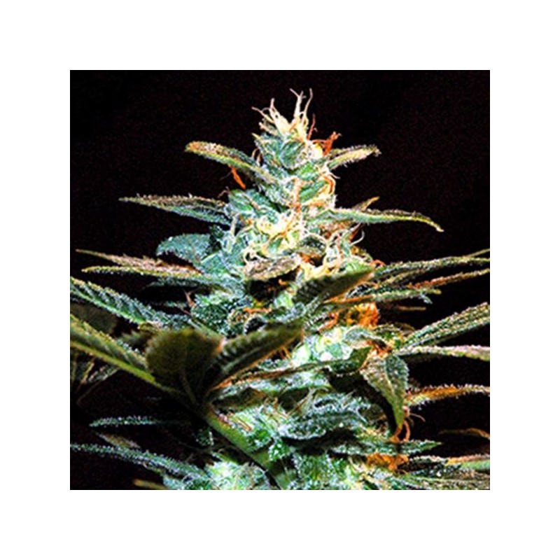 ICE COOL (SWEET SEEDS) FEMINIZADA