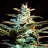ICE COOL (SWEET SEEDS) FEMINIZADA