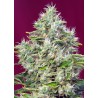 SAN FERNANDO LEMON KUSH (SWEET SEEDS) FEMINIZADA