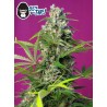 GORILLA GIRL (SWEET SEEDS)
