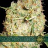 NORTHERN LIGHTS FEMINIZADA (VISION SEEDS)