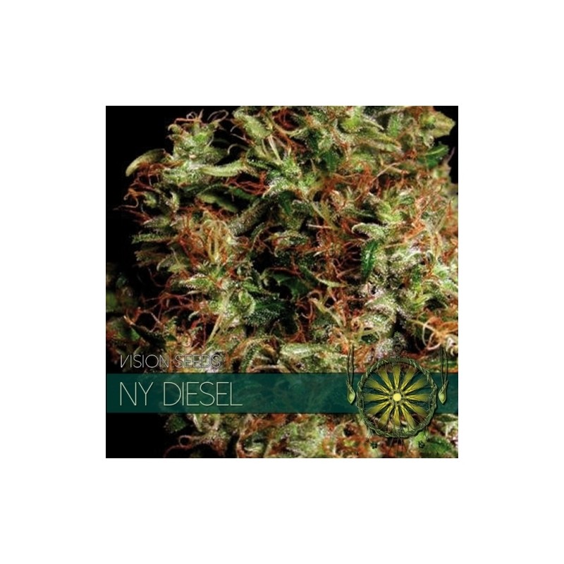 NY DIESEL FEMINIZADA (VISION SEEDS)