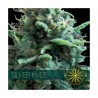 SILVER HAZE FEMINIZADA (VISION SEEDS)