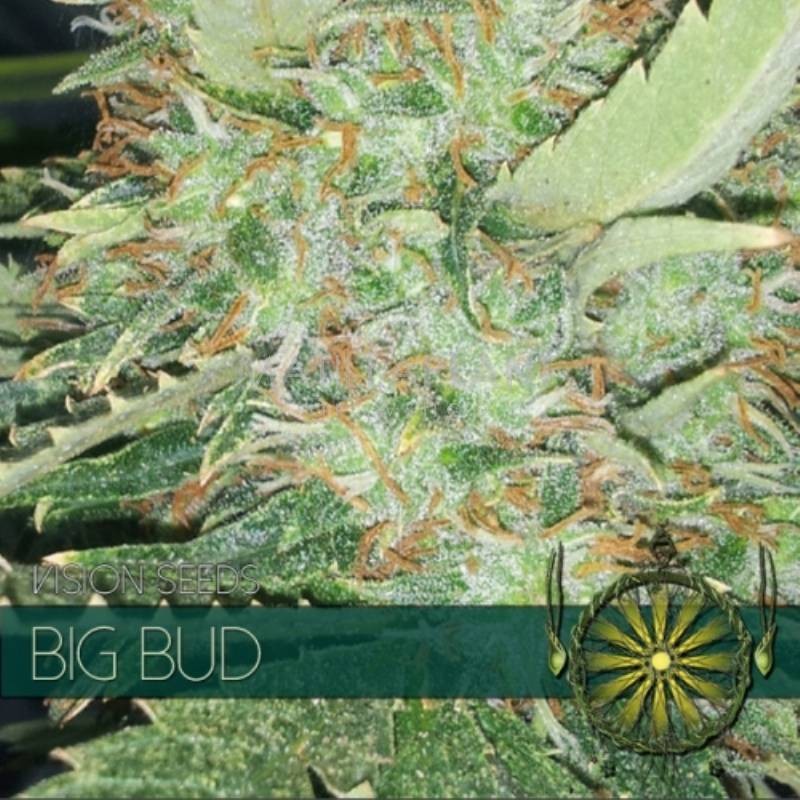 BIG BUD FEMINIZADA (VISION SEEDS)