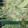 BIG BUD FEMINIZADA (VISION SEEDS)