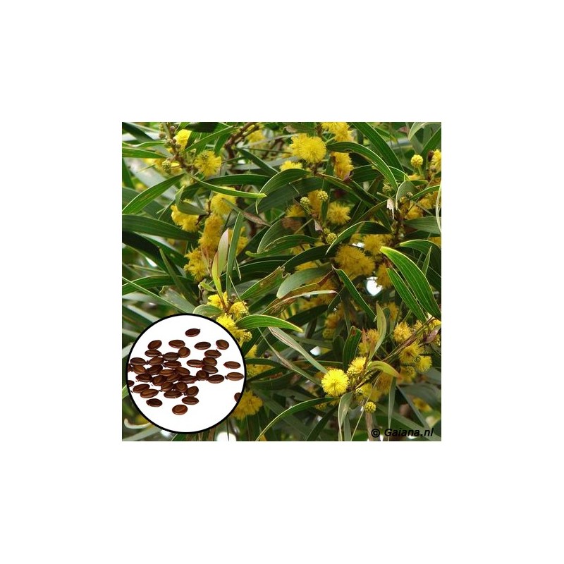 Semillas de Acacia Confusa (20 Semillas)