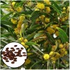 Semillas de Acacia Confusa (20 Semillas)