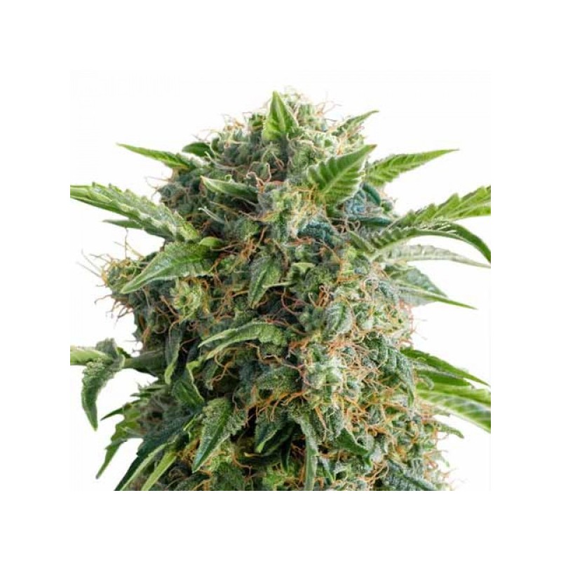AUTO DAIQUIRI LIME (PASSION SEEDS)