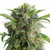 AUTO DAIQUIRI LIME (PASSION SEEDS)