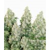 THINK DIFFERENT AUTO (DUTCH PASSION)