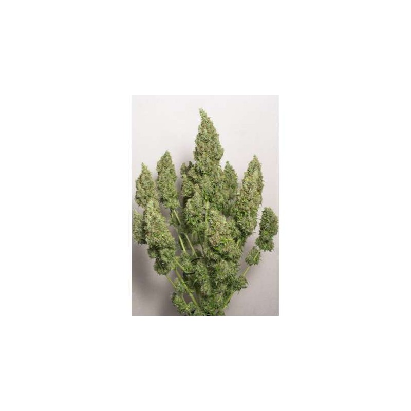 AUTO MAZAR (DUTCH PASSION)