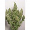 AUTO MAZAR (DUTCH PASSION)