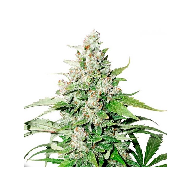 AUTO CINDERELLA JACK (DUTCH PASSION)