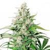 AUTO CINDERELLA JACK (DUTCH PASSION)