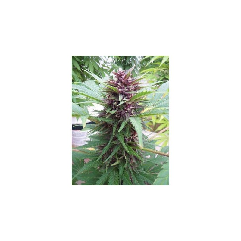 AUTO FRISIAN DEW (DUTCH PASSION)