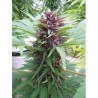 AUTO FRISIAN DEW (DUTCH PASSION)