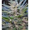 AUTO THINK BIG FEMINIZADA (DUTCH PASSION)