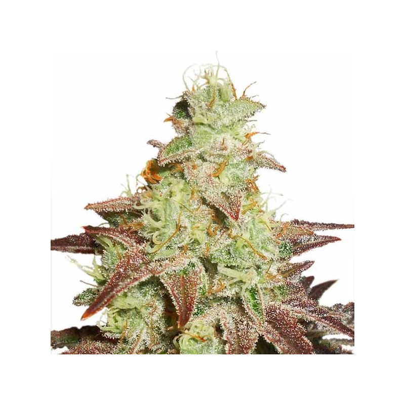 AUTO NIGHT QUEEN (DUTCH PASSION SEEDS)