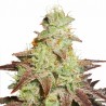 AUTO NIGHT QUEEN (DUTCH PASSION SEEDS)