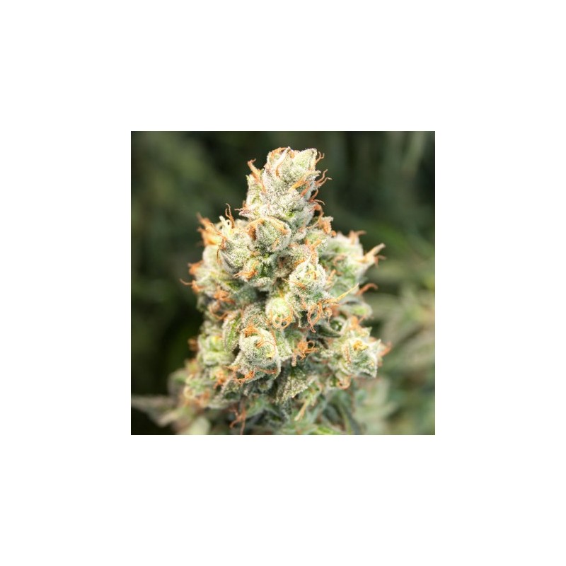 AUTO ORANGE BUD (DUTCH PASSION)