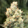 AUTO ORANGE BUD (DUTCH PASSION)