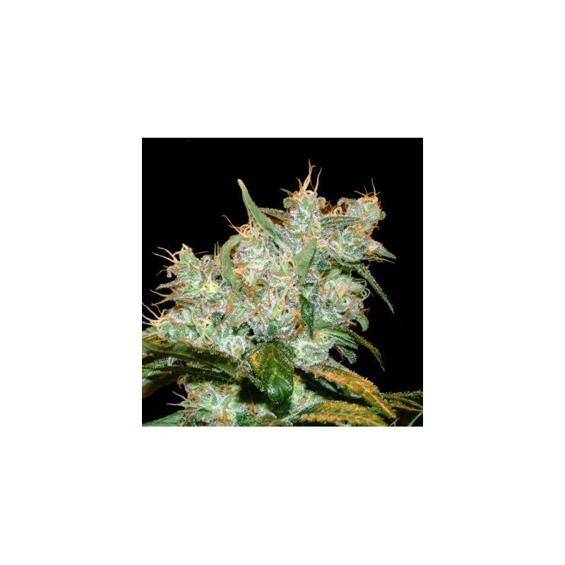 GOXUAK AUTO (GENEHTIK SEEDS)