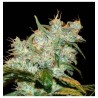 GOXUAK AUTO (GENEHTIK SEEDS)