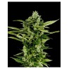 AUTO-BOMB (GREEN HOUSE SEEDS)