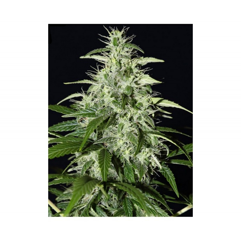 KALASHNIKOVA AUTO (GREEN HOUSE SEEDS)