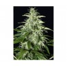 KALASHNIKOVA AUTO (GREEN HOUSE SEEDS)