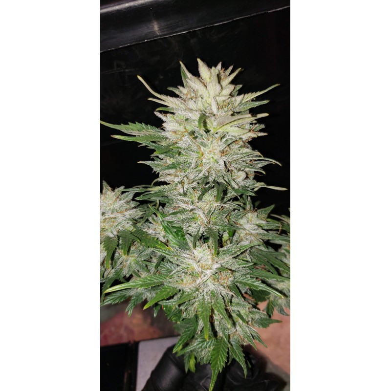 GREEN-O-MATIC AUTO (GREEN HOUSE SEEDS)