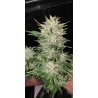 GREEN-O-MATIC AUTO (GREEN HOUSE SEEDS)