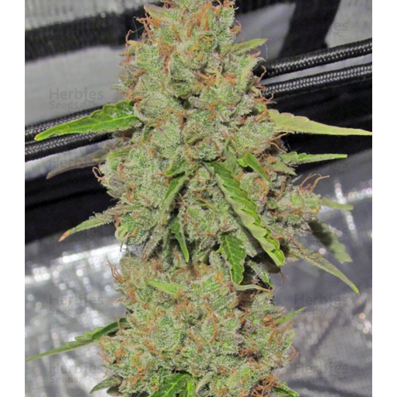 BIG BANG AUTO (GREEN HOUSE SEEDS)