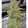BIG BANG AUTO (GREEN HOUSE SEEDS)