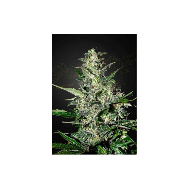SUPER CRITICAL AUTO (GREEEN HOUSE SEEDS)