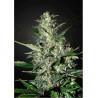 SUPER CRITICAL AUTO (GREEEN HOUSE SEEDS)